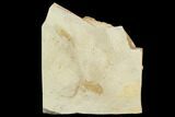 Two Fossil Pea Crabs (Pinnixa) From California - Miocene #128101-2